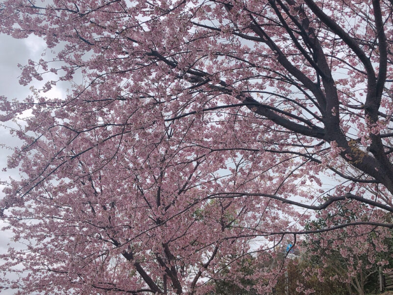 大船フラワーセンターの桜