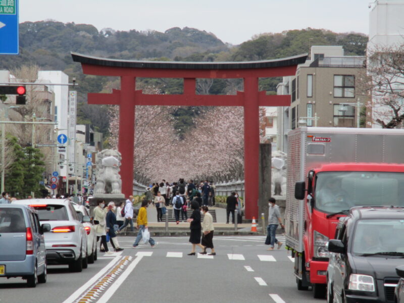 鎌倉、鶴岡八幡宮の参道の通りの渋滞具合