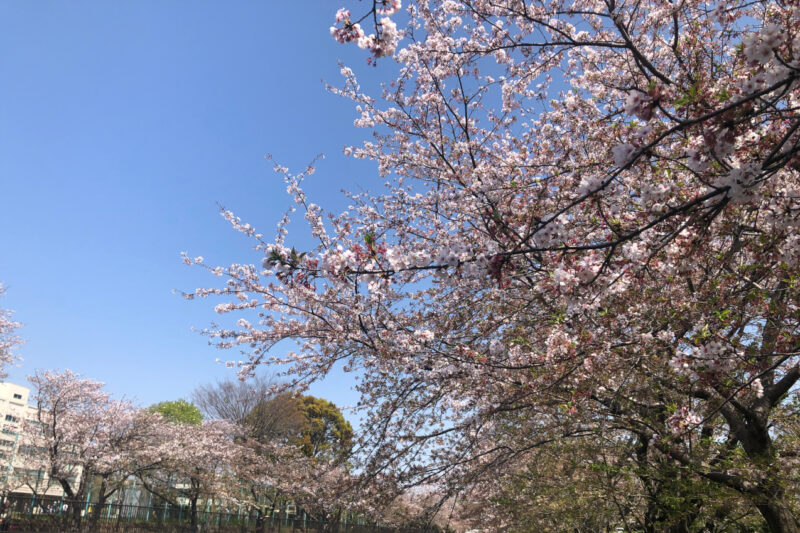 藤沢市の境川の桜