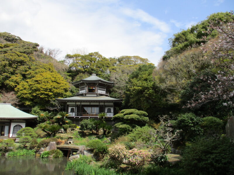 鎌倉、光明寺の桜と池