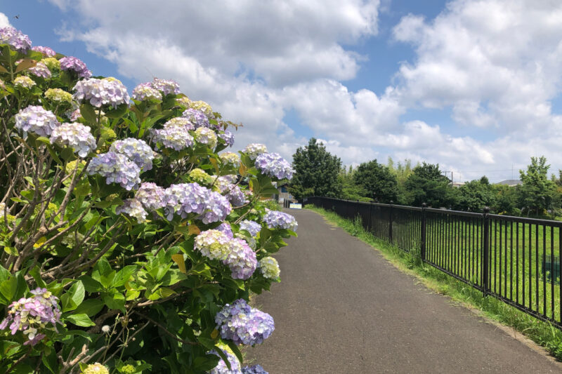 藤沢市の境川の上流付近の紫陽花