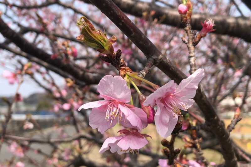 境川沿いの桜