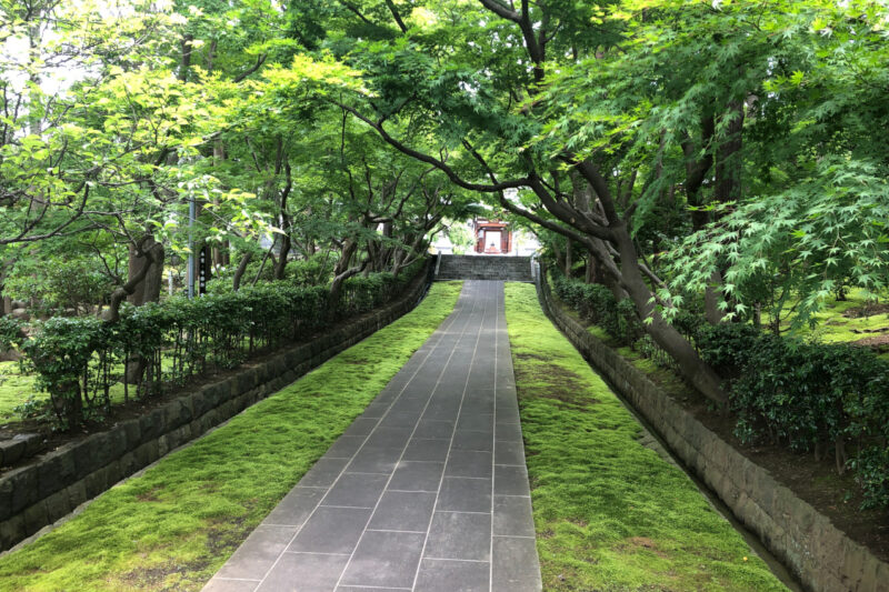 藤沢市の天額院の参道と苔