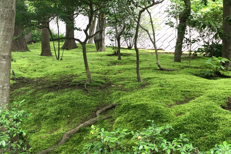 藤沢の天額院の苔の庭