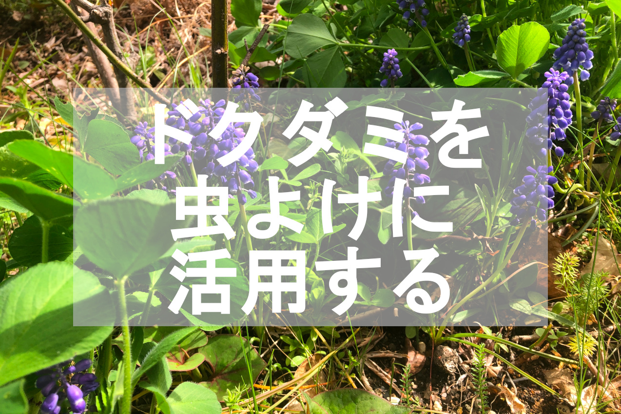 雑草で厄介なドクダミで虫よけスプレーの作り方 効果と便利な利用法について 湘南 移住 ライフ 湘南さんぽ