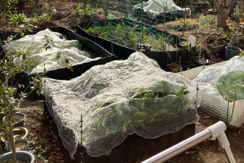 我が家の庭はレイズドベットが10セット