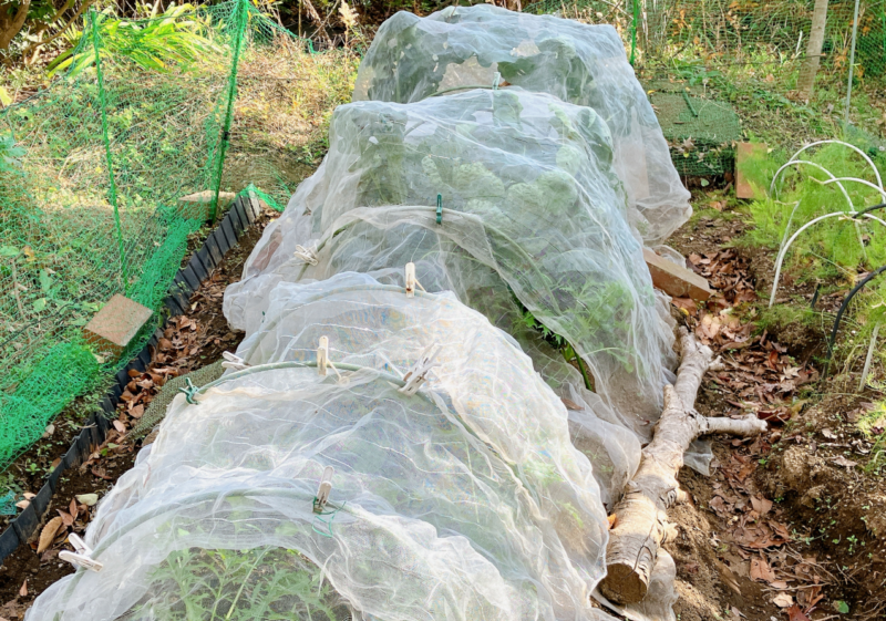 失敗が続いた野菜作り