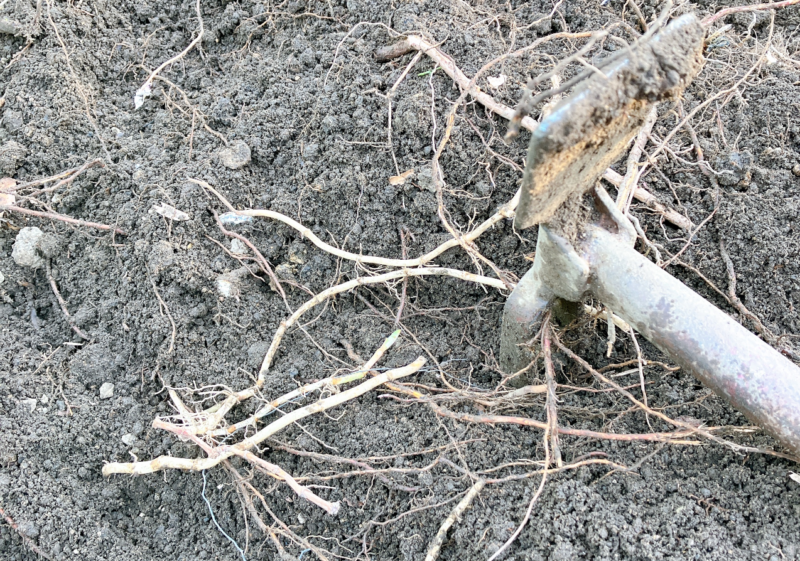 土を掘るとドクダミの根がたくさん出る