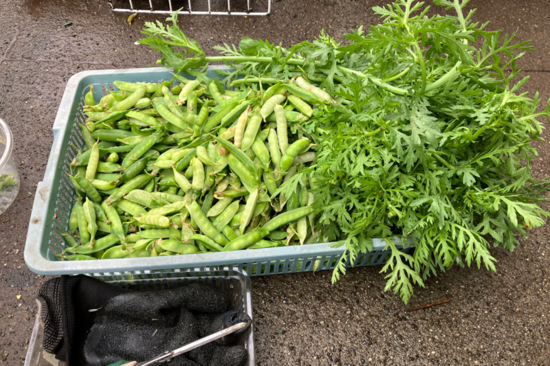 収穫2、絹さやと春菊