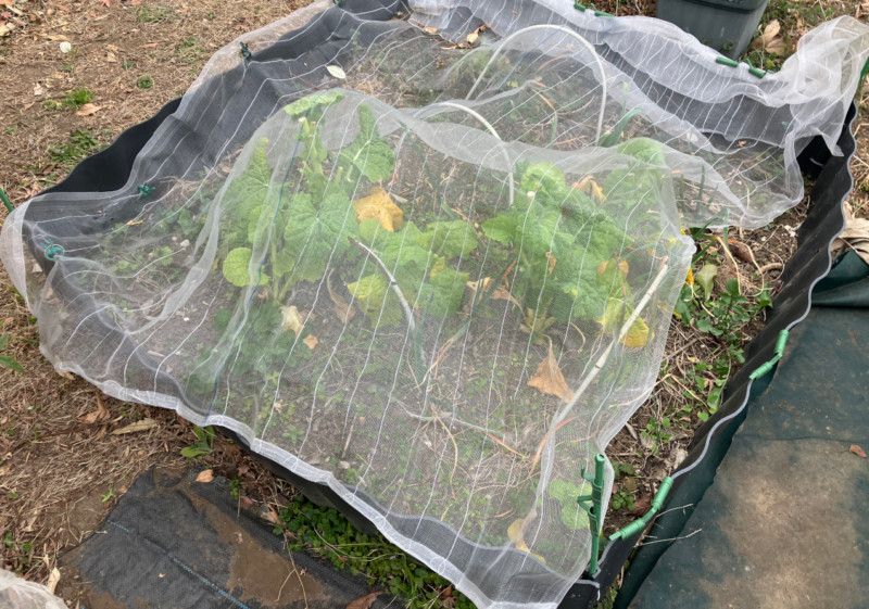 防虫ネットを被せたレイズドベット